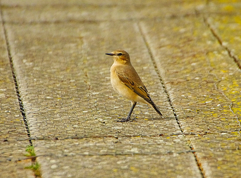 NORTHERN WHEATEAR . COLYFORD COMMON . DEVON . 9 / 9 / 2022