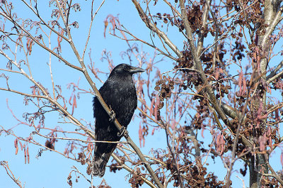 CARRION CROW . THE EXMINSTER MARSHES . DEVON . 3 / 2 / 2019