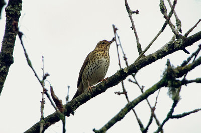 SONG THRUSH . HALDON FOREST . DEVON . 7 / 2 / 2019