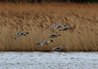 NORTHERN PINTAIL . BOWLING GREEN MARSH . TOPSHAM . DEVON . 9 / 2 / 2019