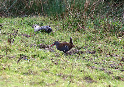 WATER RAIL . BOWLING GREEN MARSH . TOPSHAM . DEVON . 10 . 2 . 2019