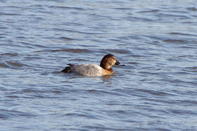 COMMON POCHARD . BOWLING GREEN MARSH . TOPSHAM . DEVON . 11 . 2 . 2019