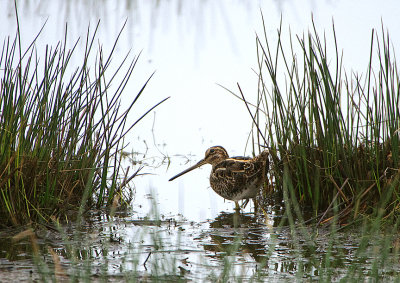 COMMON SNIPE . BOWLING GREEN MARSH . TOPSHAM . DEVON . 16 . 2 . 2019
