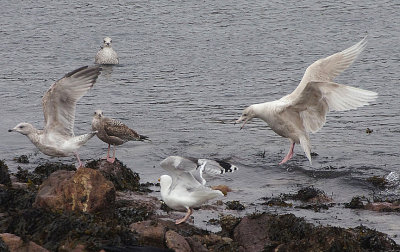 GLAUCOUS GULL . BROADSANDS . DEVON . 17 . 2 . 2019