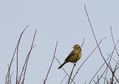 YELLOWHAMMER . THE OTTERTON CLIFFS . DEVON . 21 . 2 . 2019