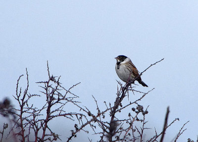 REED BUNTING . THE OTTERTON CLIFFS . DEVON . 21 . 2 . 2019