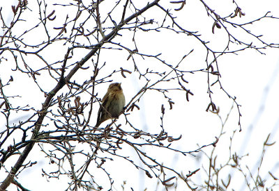 LESSER REDPOLL . YARNER WOOD . DEVON . 22 . 2 . 2019