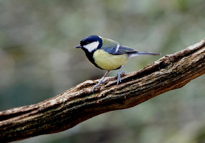 GREAT TIT . YARNER WOOD . DEVON . 7 . 3 . 2019