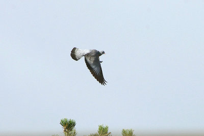 STOCK DOVE , BOWLING GREEN MARSH , TOPSHAM , DEVON , 17 , 3 , 2019