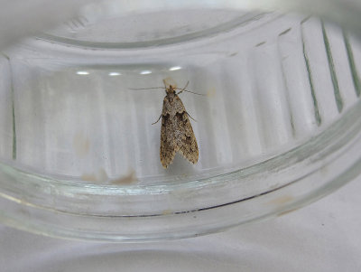 MARCH DAGGER MOTH ( Diurnea fagella ) . TOPSHAM . DEVON . 17 . 3 . 2019