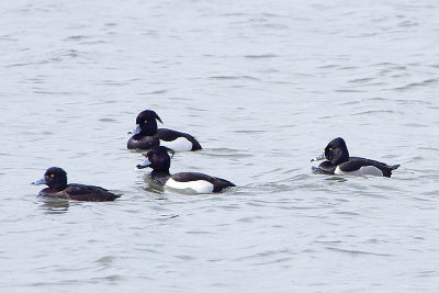 RING-NECKED DUCK . RADIPOLL LAKE . WEYMOUTH . DORSET . 19 . 3 . 2019