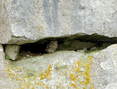 LITTLE OWL . PORTLAND BILL . DORSET . 19 . 3 . 2019