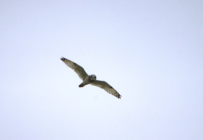 SHORT-EARED OWL . PORTLAND BILL . DORSET . 19 . 3 . 2019