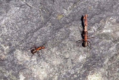 RED WOOD ANT ) Formica rufa ) . YARNER WOOD . DEVON . 26 . 3 . 2019