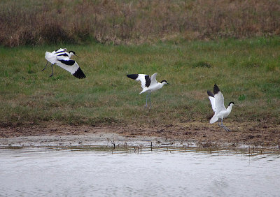 AVOCET . PARC DU MARQUENTERRA . FRANCE . 2 . 4 . 2019