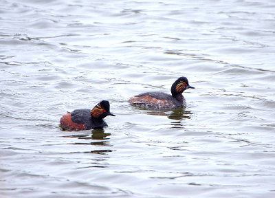 BLACK-NECKED GREBE . PARC DU MARQUENTERRA . FRANCE . 2 . 4 . 2019