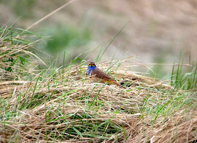 BLUETHROAT , Nr CROTOY , FRANCE , 2 , 4 , 2019