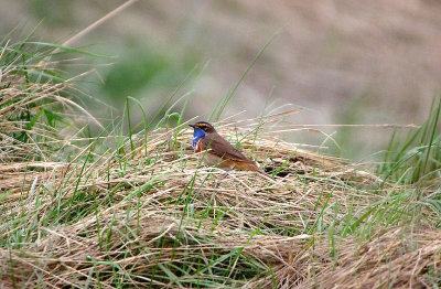 BLUETHROAT . Nr CROTOY . FRANCE . 2 . 4 . 2019