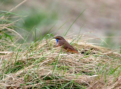 BLUETHROAT . Nr CROTOY . FRANCE . 2 . 4 . 2019