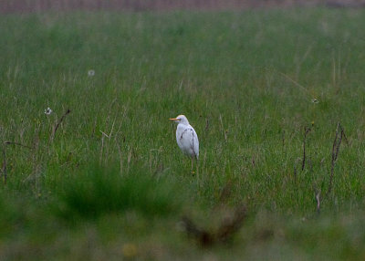CATTLE EGRET . St QUENTON-EN-TORMONT . FRANCE . 2 . 4 . 2019