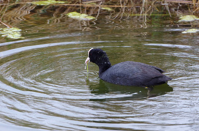 COMMON COOT . THE PARC DU MARQUENTERRA . FRANC . 2 . 4 . 2019