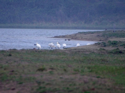 EURASIAN SPOONBILL . THE PARC DU MARQUENTERRA . FRANCE . 2 . 4 . 2019