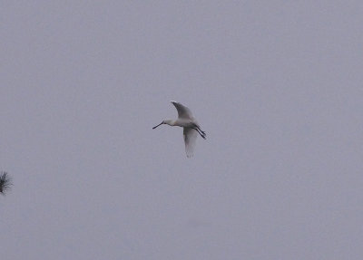 EURASIAN SPOONBILL . THE PARC DU MARQUENTERRA . FRANCE . 2 . 4 . 2019