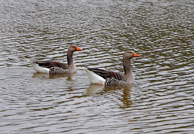GREYLAG GOOSE . PARC DU MARQUENTERRA . FRANCE . 2 . 4 . 2019