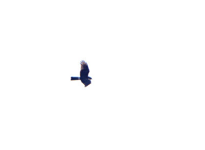 HEN HARRIER . St QUENTON-EN-TORMONT AREA . FRANCE . 1 . 4 . 2019