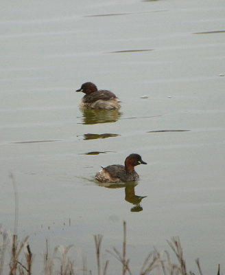 LITTLE GREBE . PARC DU MARQUENTERRA . FRANCE . 2 . 4 . 2019