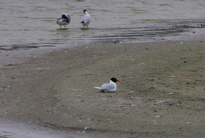 MEDITERRANEAN GULL . PARC DU MARQUENTERRA . FRANCE . 2 . 4 . 2019