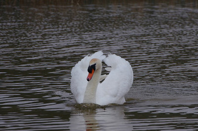 MUTE SWAN . PARC DU MARQUENTERRA . FRANCE . 2 . 4 . 2019