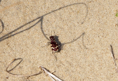 NORTHERN DUNG TIGER BEETLE ( Cicindela hybrida ) . St QUENTON-EN-TORMONT . FRANCE . 1 . 4 . 2019