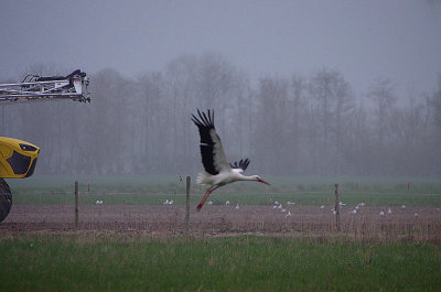 WHITE STORK , St QUENTON-EN-TORMONT , FRANCE , 2 , 4 , 2019