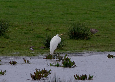 GREAT WHITE EGRET . DARTS FARM . TOPSHAM . DEVON . 5 . 4 . 2019