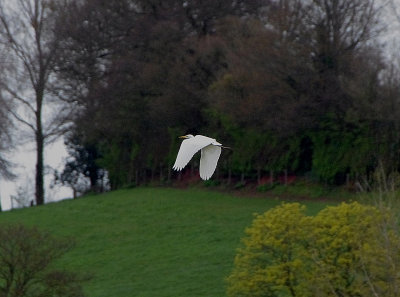 GREAT WHITE EGRET . GOOSEMOOR . TOPSHAM . DEVON . 5 . 4 . 2019