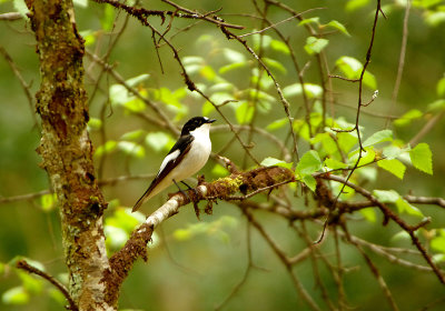 PIED FLYCATCHER . YARNER WOOD . DEVON . 23 . 4 . 2019