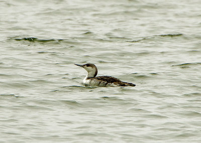 RED-THROATED DIVER , LYME BAY . EXMOUTH , DEVON , 29 , 4 , 2019