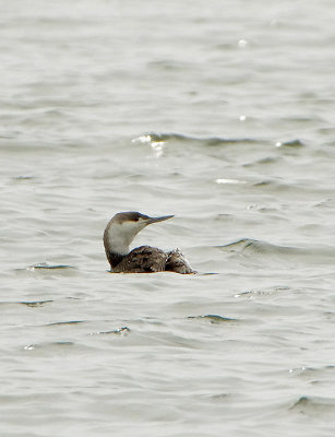 RED-THROATED DIVER . LYME BAY . EXMOUTH . DEVON . 29 . 4 . 2019
