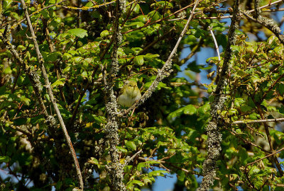 WOOD WARBLER , THE BRISTOL SCHOOLS CAMP , EXMOUTH , DEVON , 4 , 5 , 2019