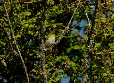 WOOD WARBLER . THE BRISTOL SCHOOLS CAMP . EXMOUTH . DEVON . 4 . 5 . 2019
