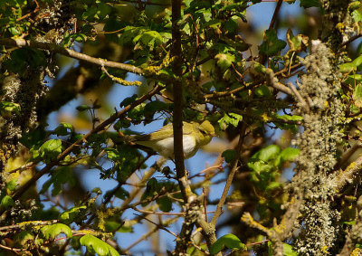 WOOD WARBLER . THE BRISTOL SCHOOLS CAMP . EXMOUTH . DEVON . 4 . 5 . 2019