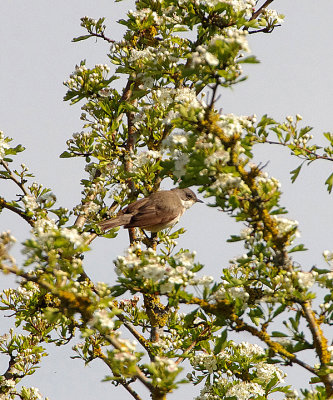 LESSER WHITETHROAT . THE EXMINSTER MARSHES . DEVON . 6 . 5 . 2019