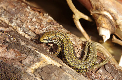 COMMON LIZARD . THE EXMINSTER MARSHES . DEVON . 7 . 5 . 2019.JPG