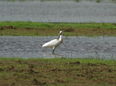 SPOONBILL . THE EXMINSTER MARSHES . DEVON . 9 . 5 . 2019