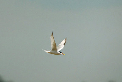 Little Tern . Sterna albifrons