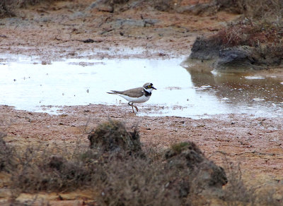 LITTLE RINGED PLOVER . PENNINGTON MARSH . HAMPSHIRE . 12 . 5 . 2019