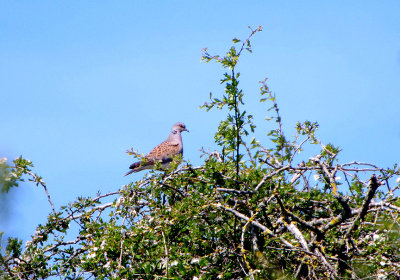 TURTLE DOVE , MARTIN DOWN , HAMPSHIRE , 14 , 5 , 2019