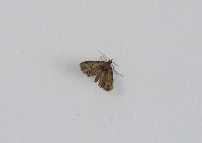 MOTTLED PUG ( Eupithecia exiguata ) . TOPSHAM . DEVON . 25 . 5 . 2019.JPG