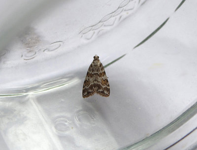 BASE-LINE GREY ( Scoparia basistrigalis ) . TOPSHAM . DEVON . 27 . 5 . 2019.JPG